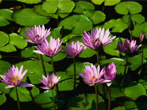 Waterlillies.jpg